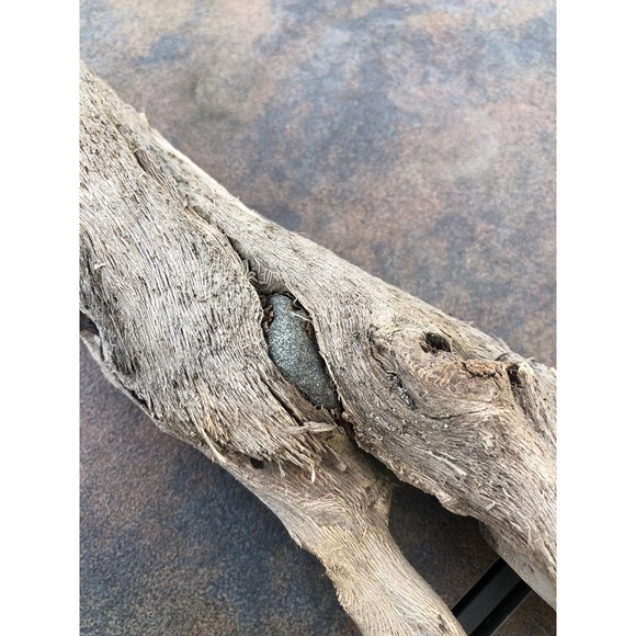Natural Driftwood for Plants Terrarium Taxidermy Art Projects - Picture 3 of 8